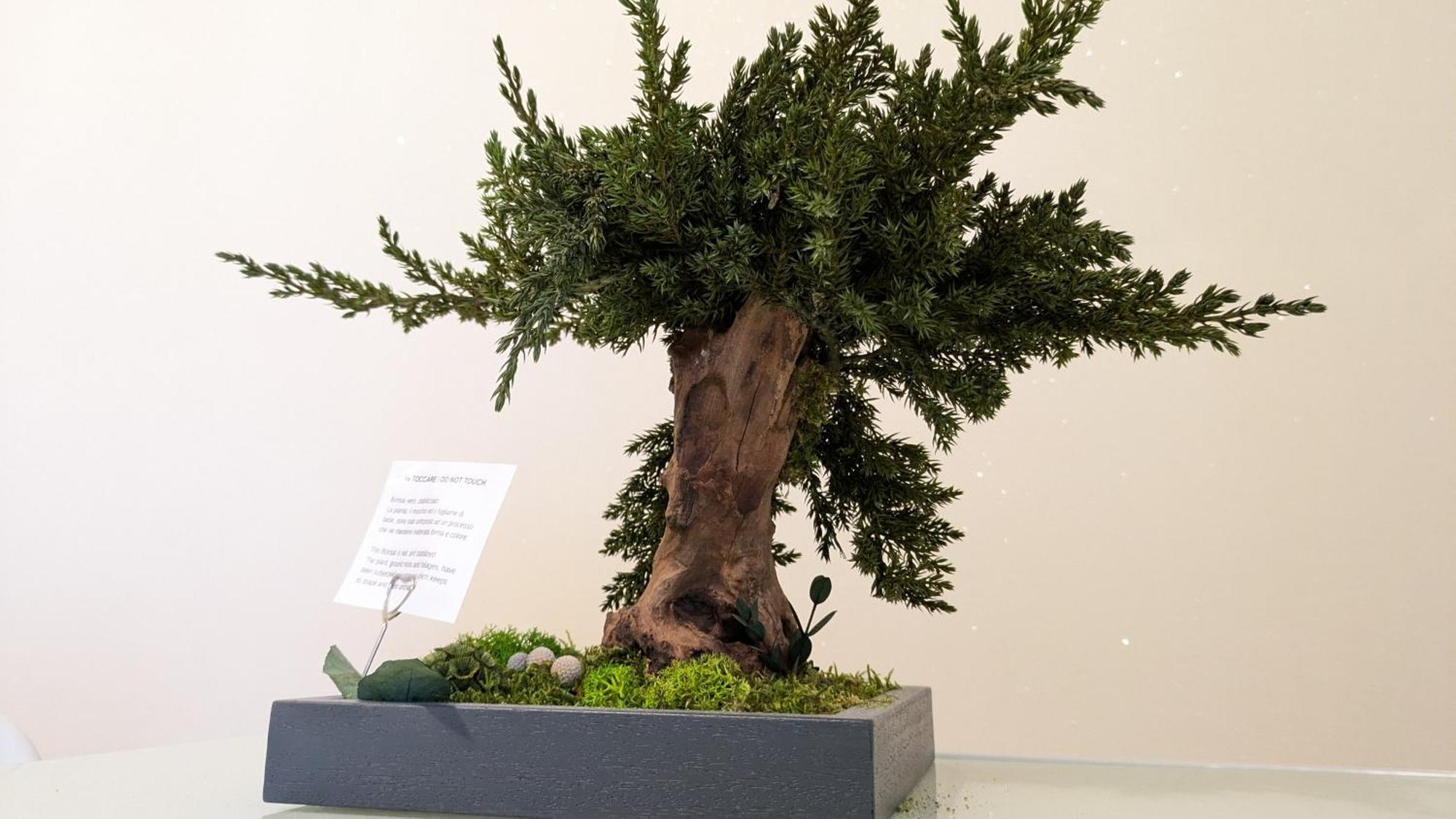 Bonsai Bed & Breakfast Fiumicino Exterior foto